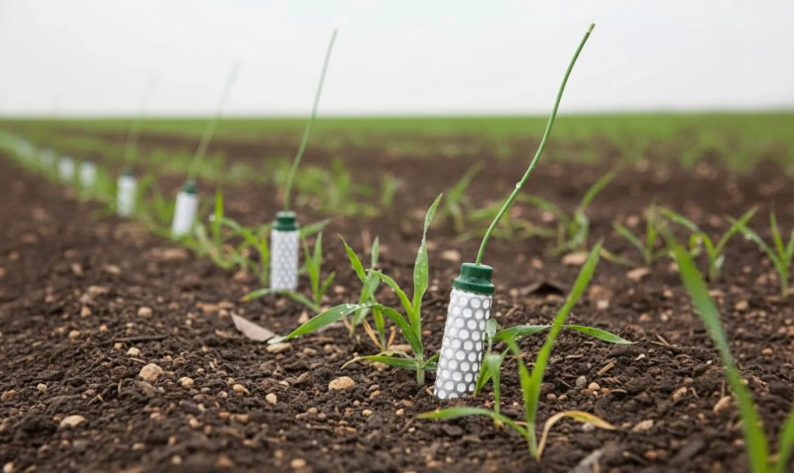 Soil Moisture Sensor Reading Wrong? Causes and Fixes